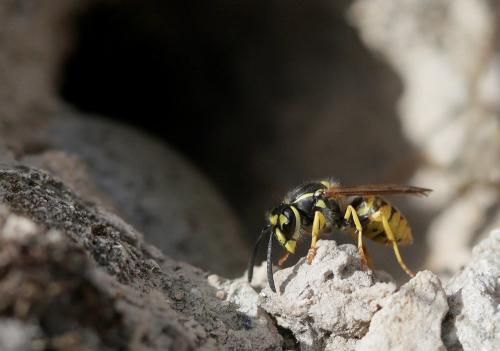 Vespula germanica